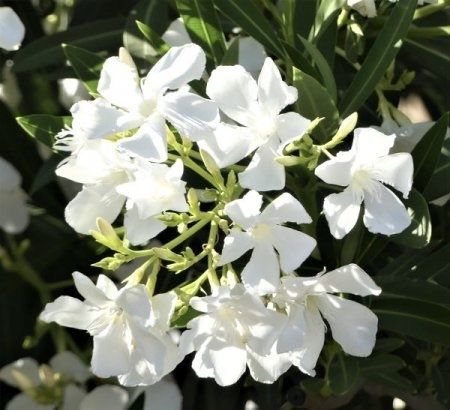 Зокум - бял, розов и цвят вишна