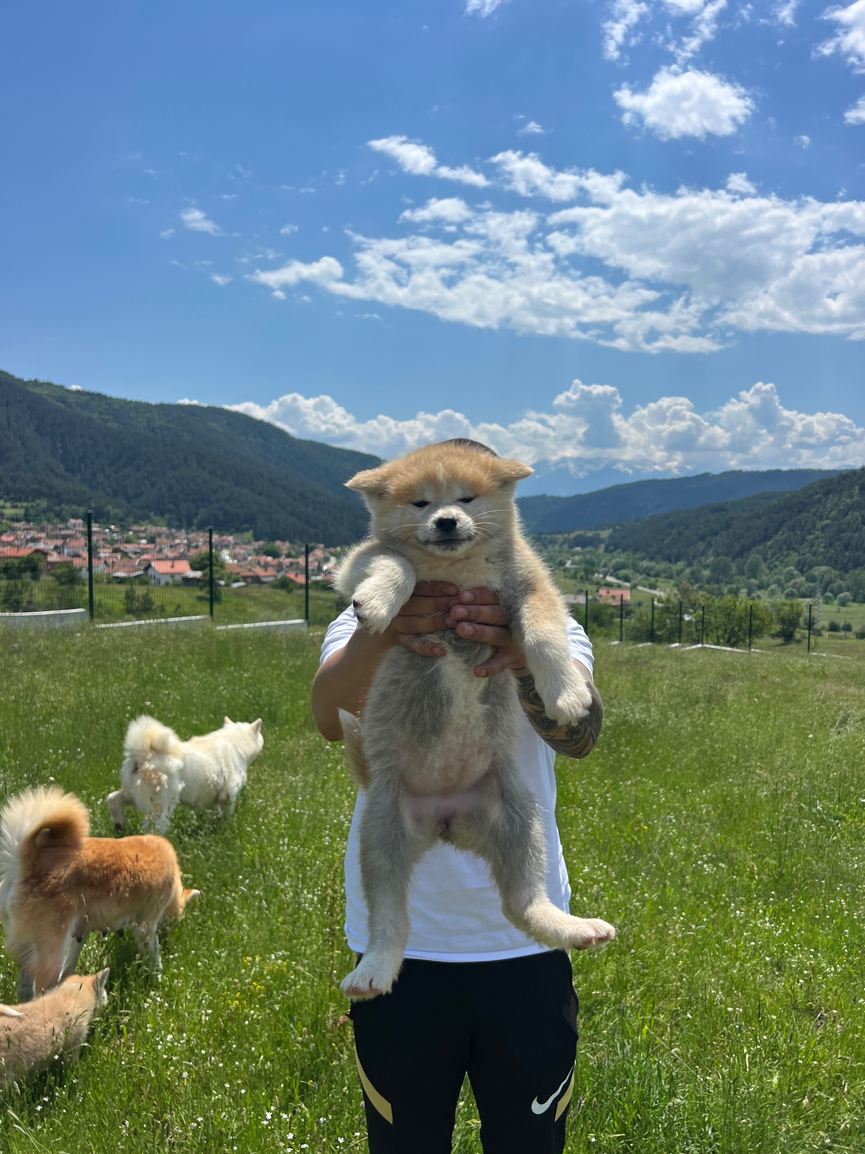 Акита ину Японска акита