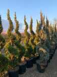 Plante Decorative Oriunde in tara!