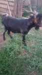 Vand tap un an jumate