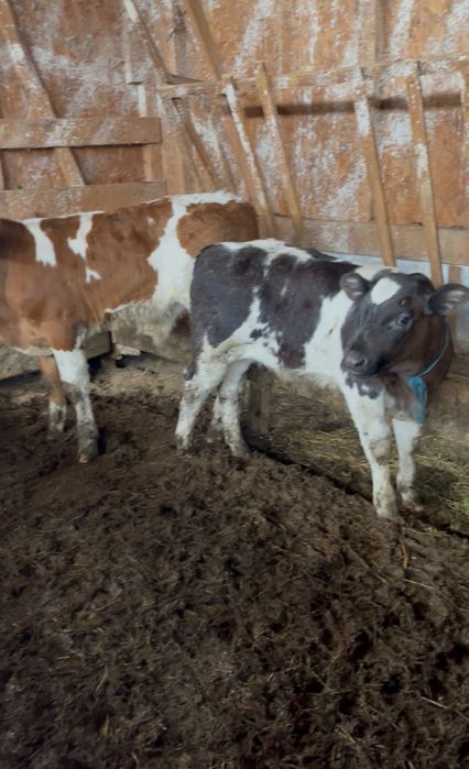 Vând viței de rasă bună