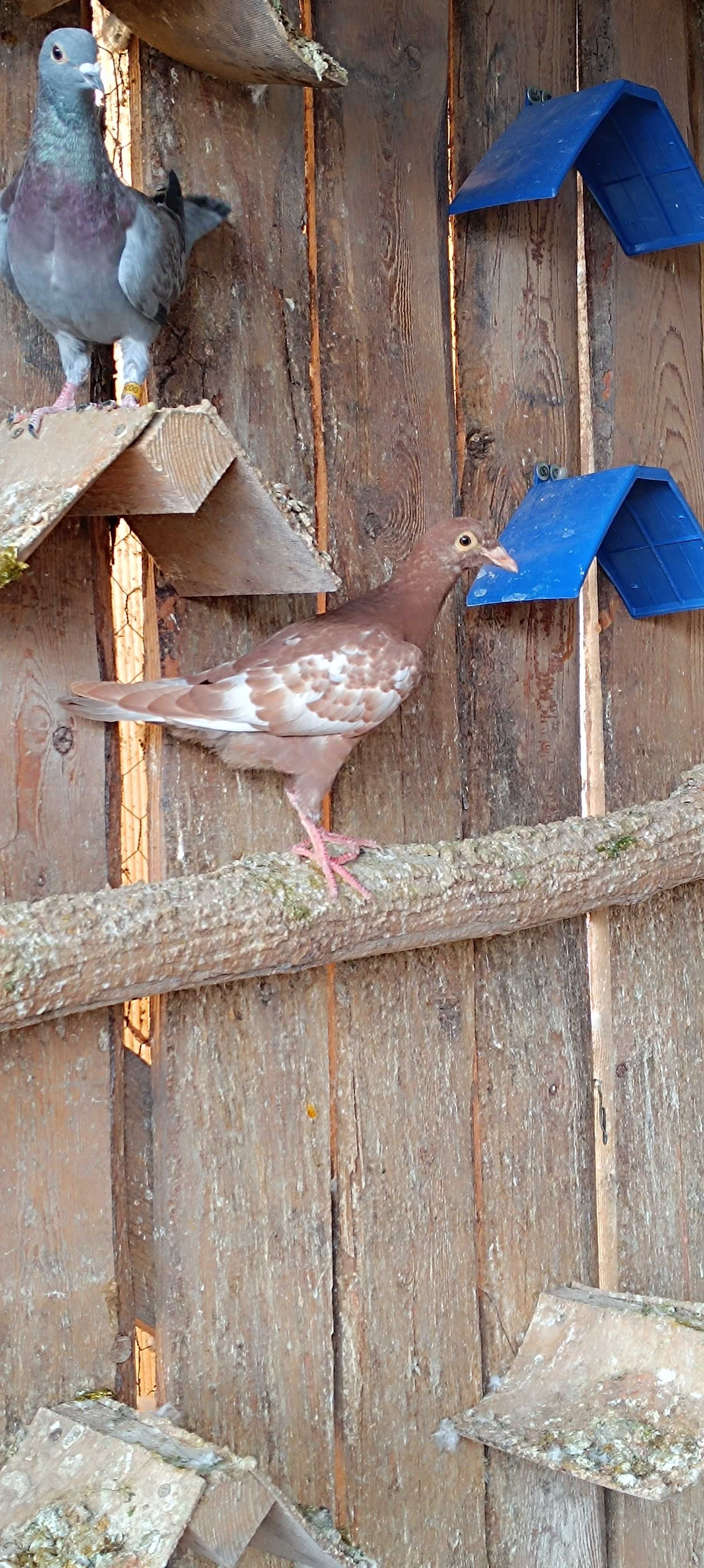 Porumbei voiajori meulemans