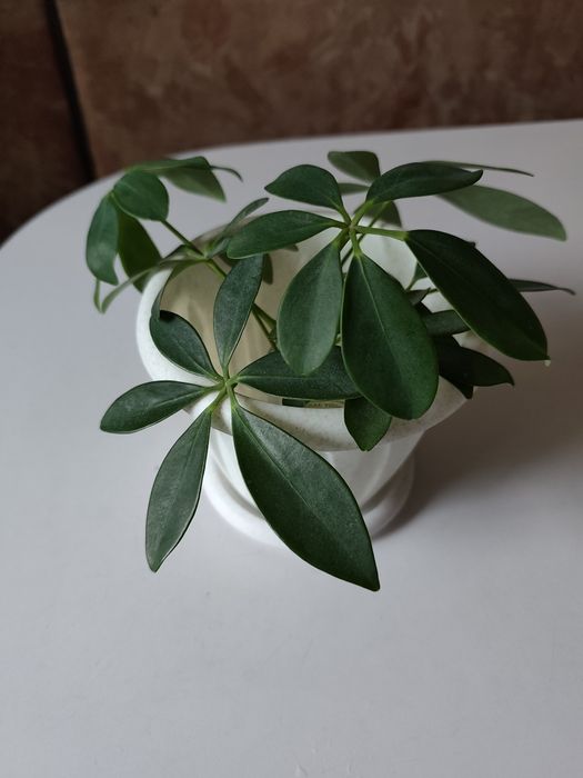 Комнатный цветок Шеффлера