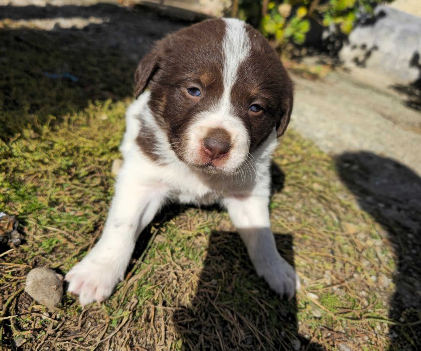 Donez catelusi - pui de Brac German