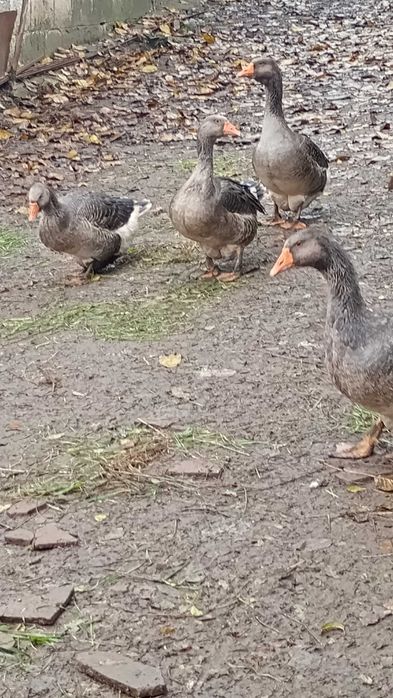 свободни гъски за продажба