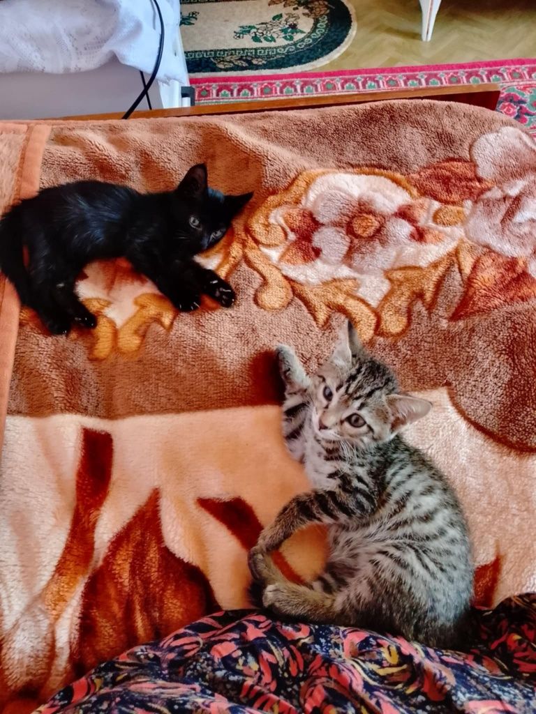 Отдам даром замечательных котят