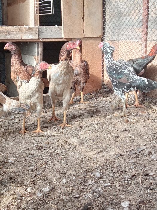 Продам бойцовский курицы