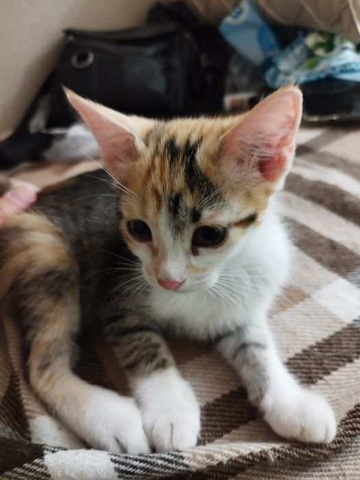 Милые котята ищут свой дом.