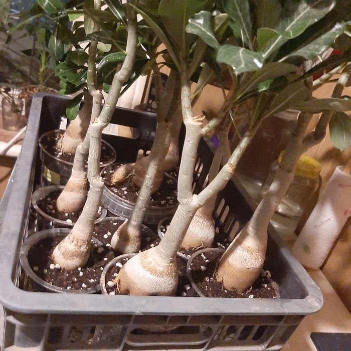 Продам адениумы.махровые микс