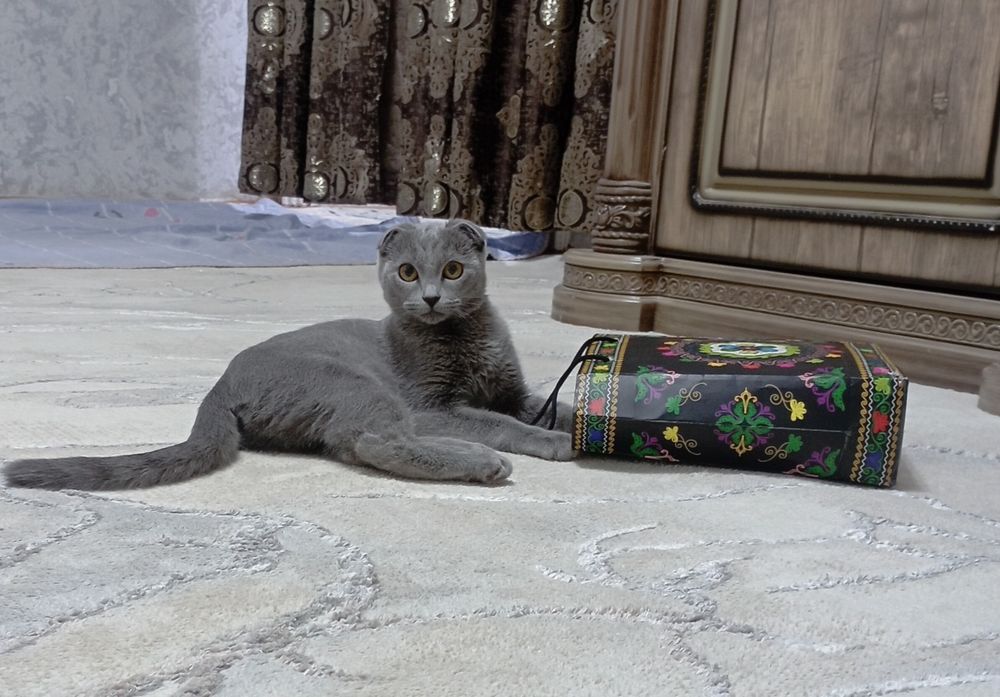 Вислоухая шодландская кошка