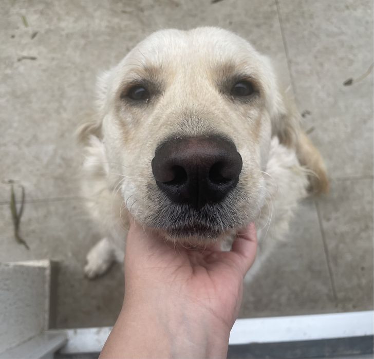 Căţeluş energic, 1 an, mix Labrador – caută familie responsabilă