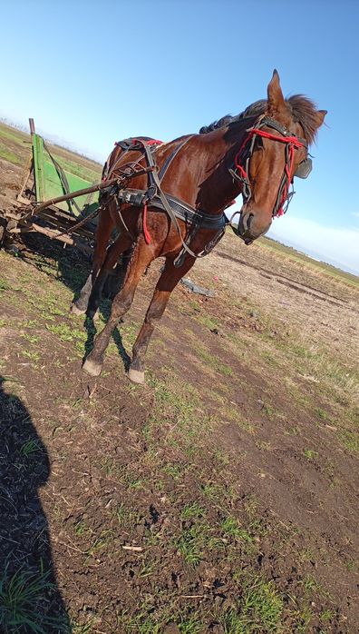 De vânzare  cal de 3 ani  cuminte merge la căruță