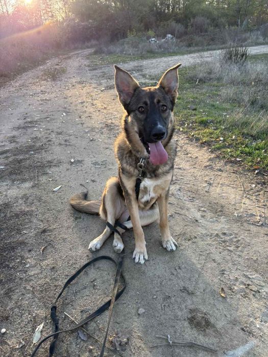 Белгийска овчарка микс