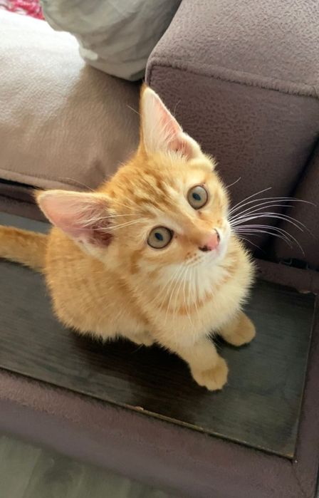 Щенятки и котятки ждут любящих хозяев