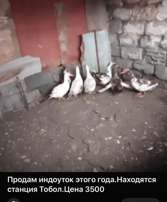 Продам индоуток  этого года.