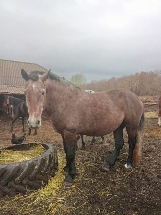 Подам жыребца тяжеловос