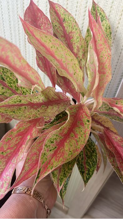 Комнатные растения не требующе  особого ухода