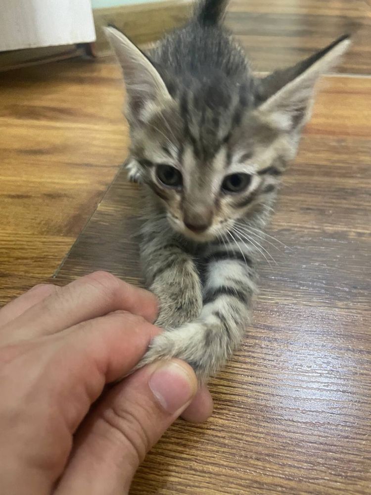 Отдам котят бесплатно