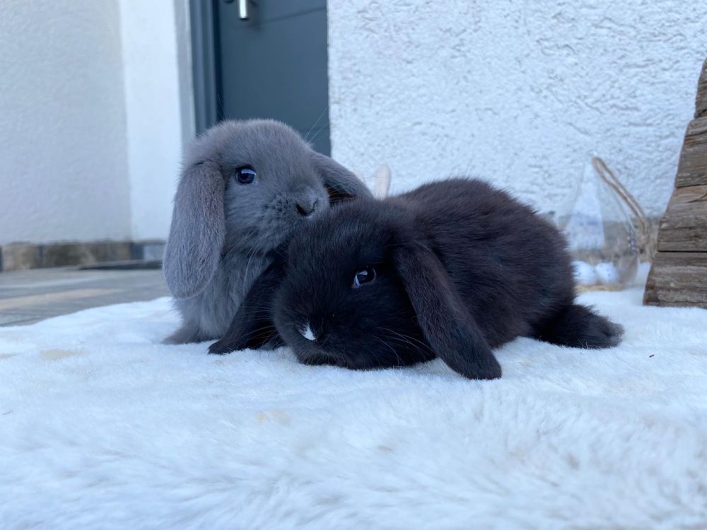 Iepuri pitici de companie berbec pitic/holland lop/mini lop