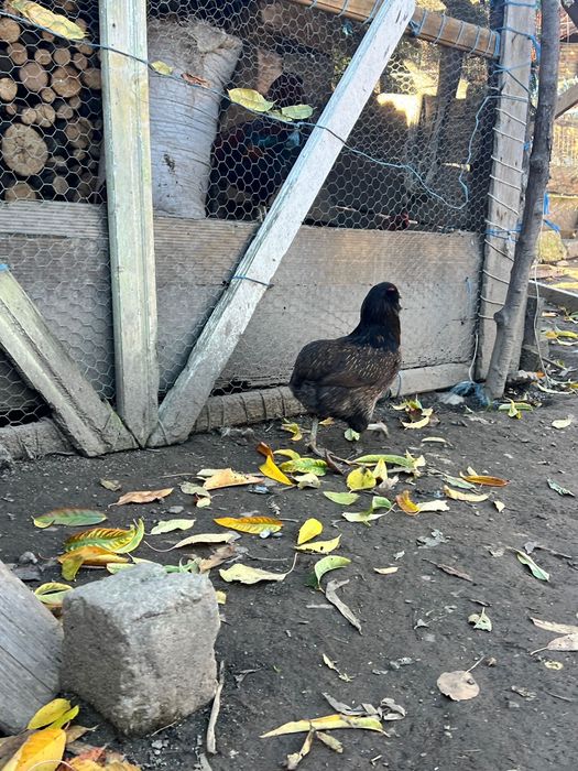 Familie, cocoși aruncana