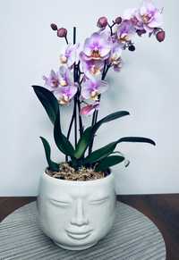 Orhidee în vas de ceramică