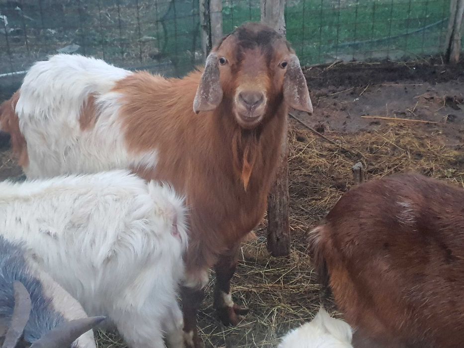 Vind Tap Anglonubian