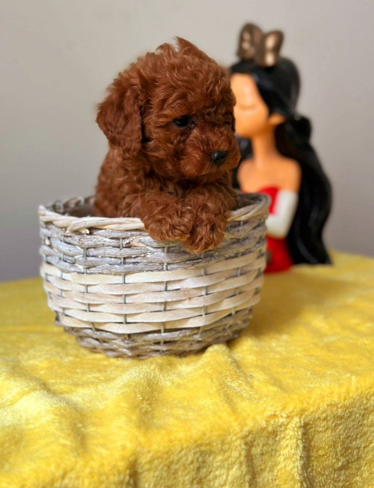 Пудел той/poodle toy/