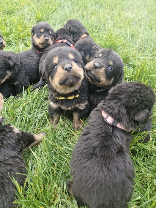 Бебета ротвайлерчета