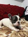 Bulldog francez