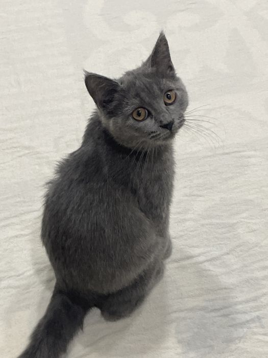 Скотиш фолд страйт котёнок