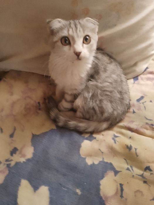 Породистый котенок пишак