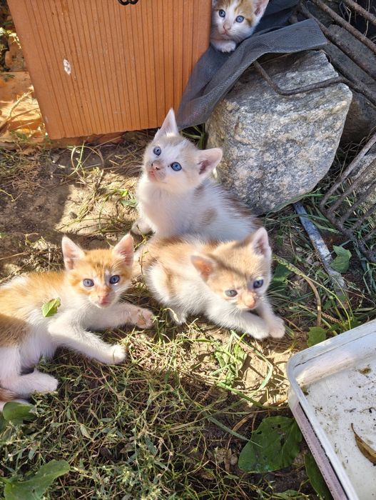 Spre adopție pisoi drăgălași
