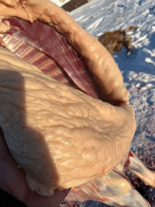 Жабағы Жабагы соғым жирный крупный доставка