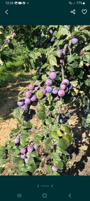 Vindem prune de țuică calitate