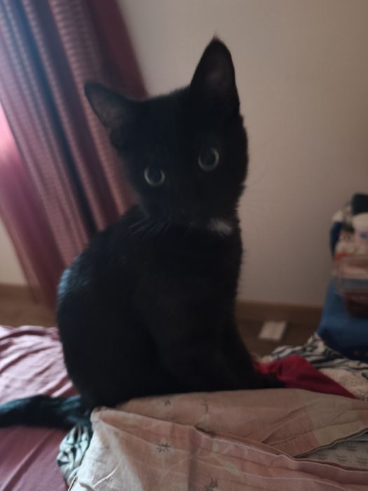 Подарявам малко мъжко котенце