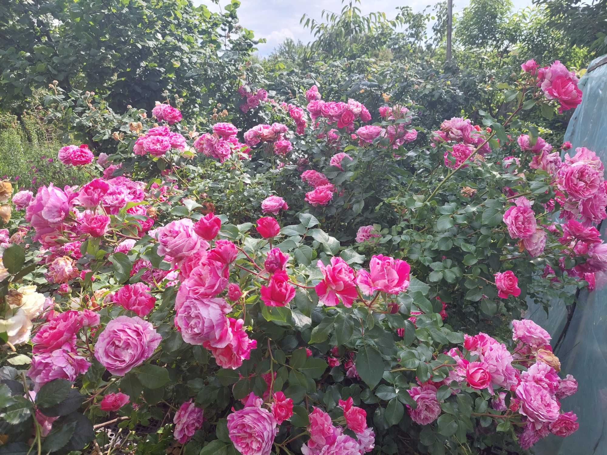 Trandafiri deosebiti tufe si urcatori la ghiveci sau radacina nuda