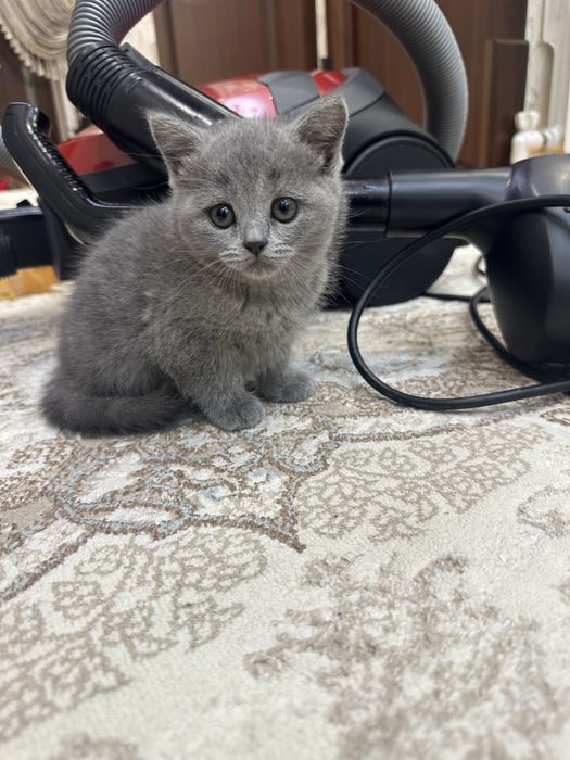 Британский парода