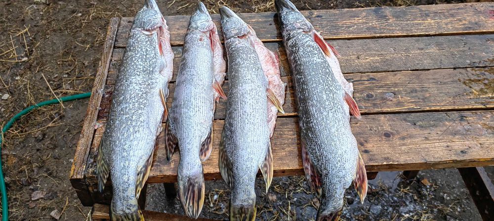 Шортан балық. Щука свежый.