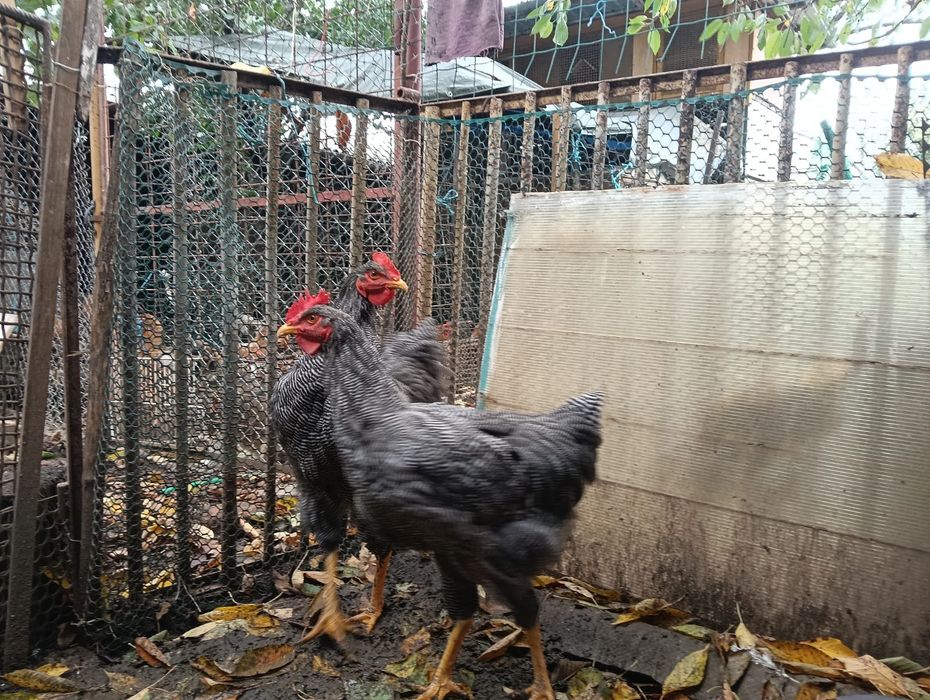 Cocoși tineri din rasa Plymouth rock barat