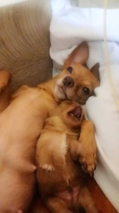 Много сладки кученца пинчери