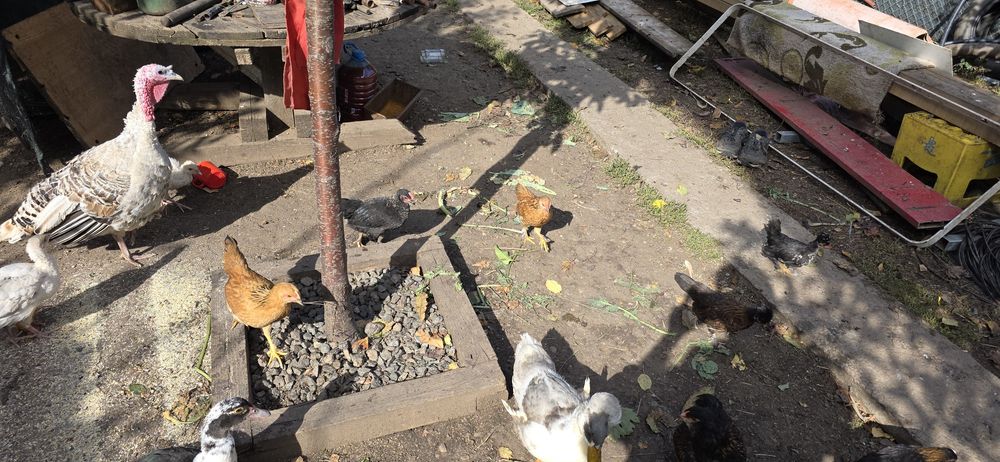 Pui si gaini liliputi gainuse cocosel gasca rate