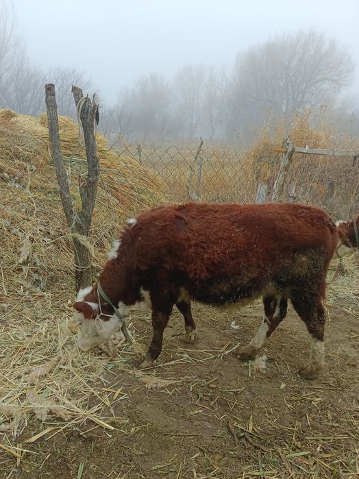Баспак сатылады 1,5 жасап