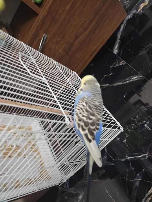 Волнистый попугай ручной