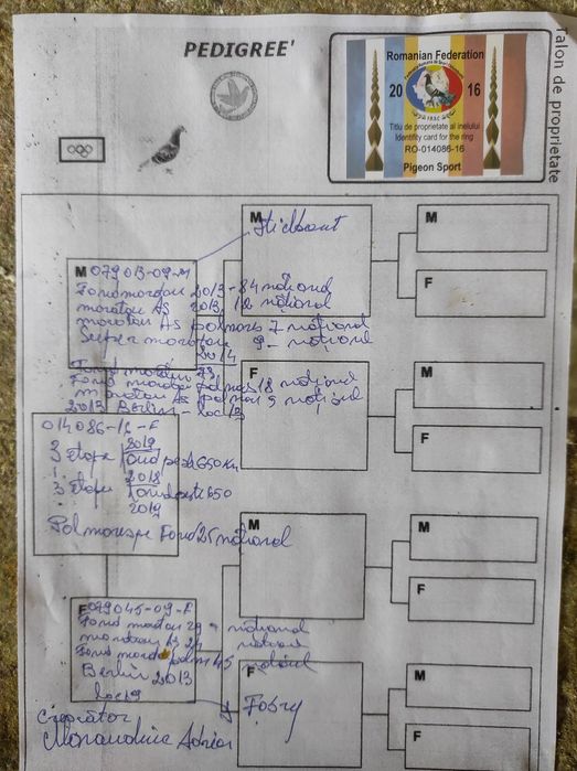 Porumbei voiajori - multipli campioni, cu expoziții.