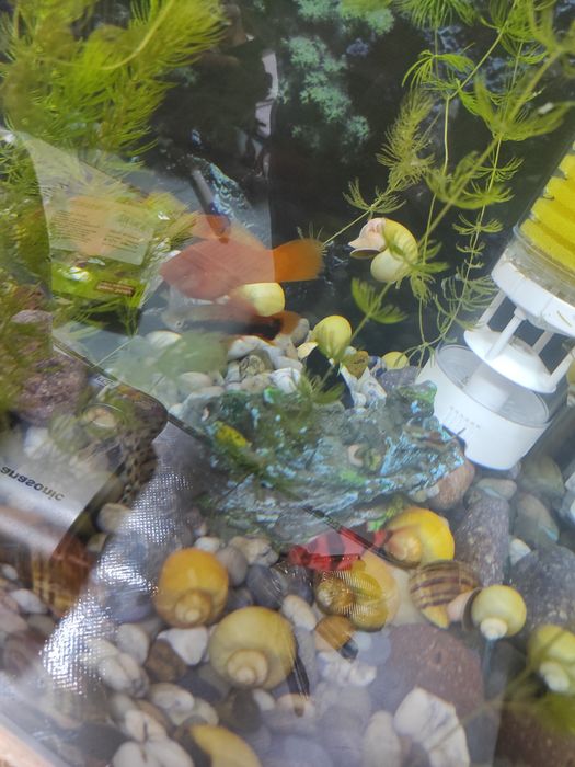 Продам улитки живые