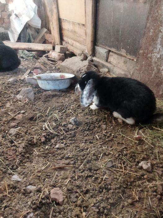 Французские бараны