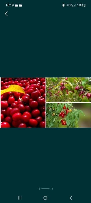 Corn fructifer / Tei argintiu / Mesteacan alb