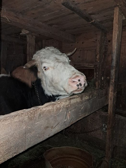 Gestantă în 7 luni.