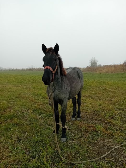 Vand sau schimb manz