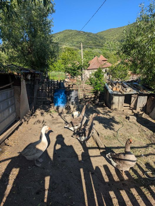 Rațe,bibilici,găini și gâște de vânzare